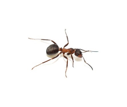 pest control near me-ants