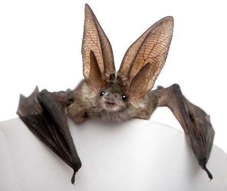 pest control management