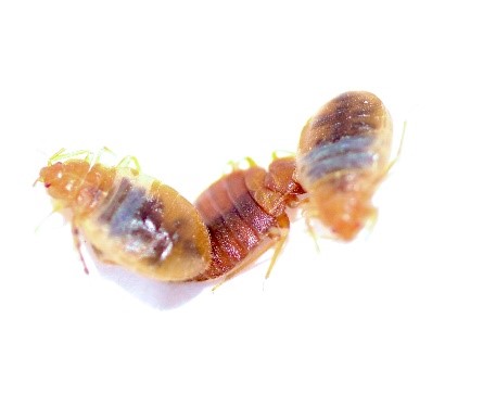 pest control management