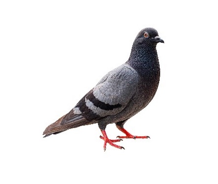 environment pest control-birds