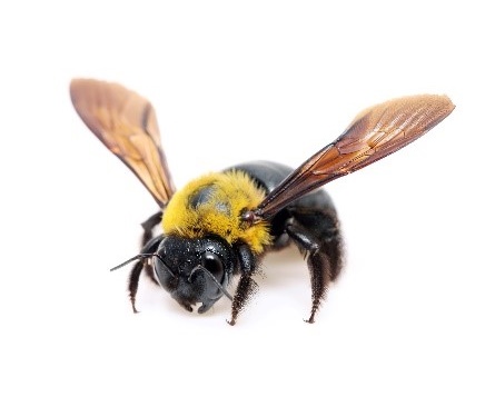 pest control near me- bees
