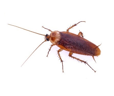 pest control near me