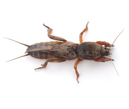 pest control near me