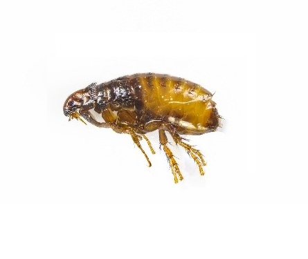 environment pest control- fleas