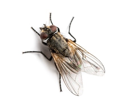 pest control services - flies