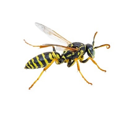 environment pest control