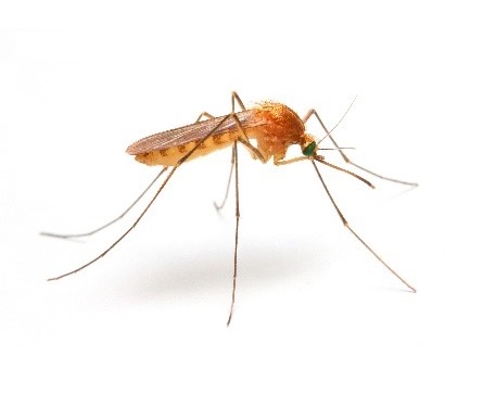 environment pest control