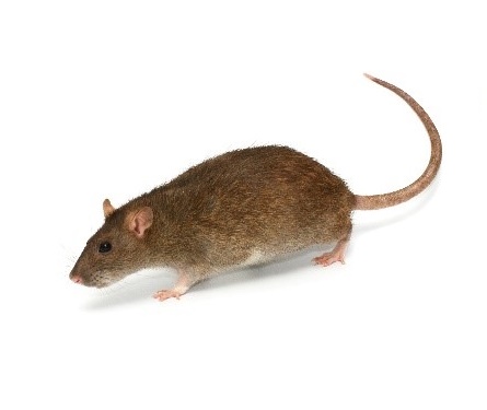 pest control near me