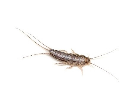 pest control near me