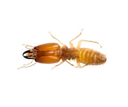 pest control near me