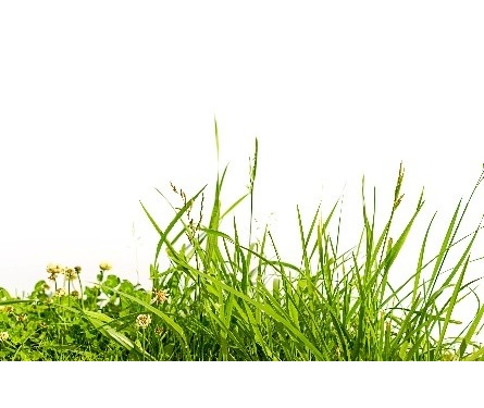 pest control management - weeds